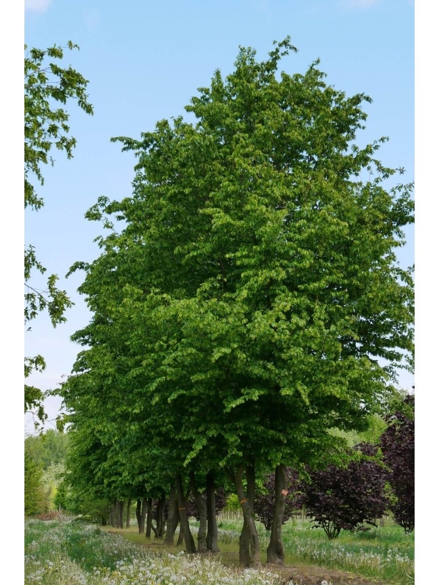 Граба восточного (Carpinus orientalis