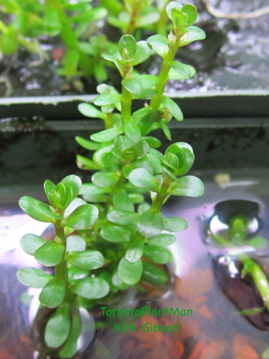 Людвигия мато гроссо (Ludwigia mato grosso)