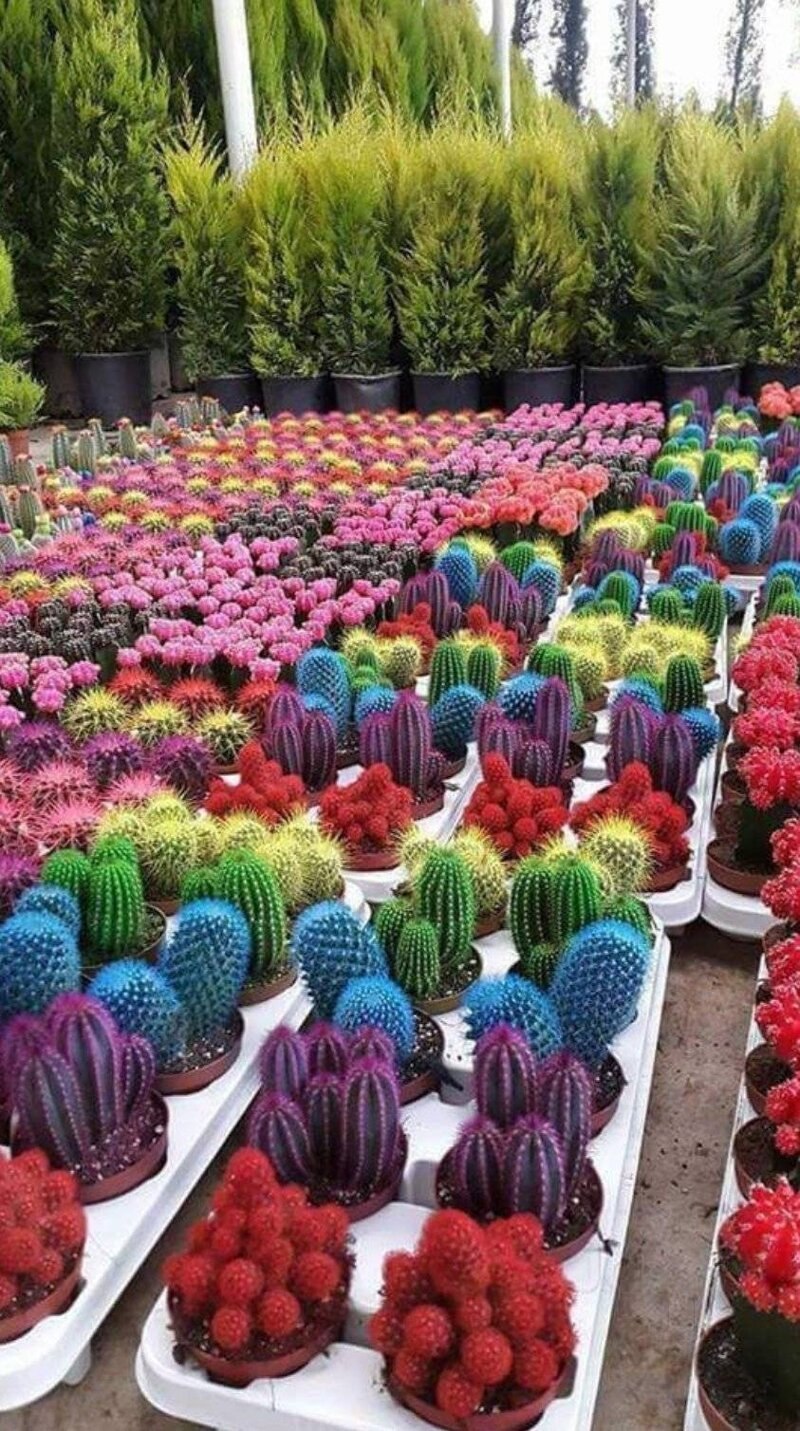 Кактус Гимнокалициум микс