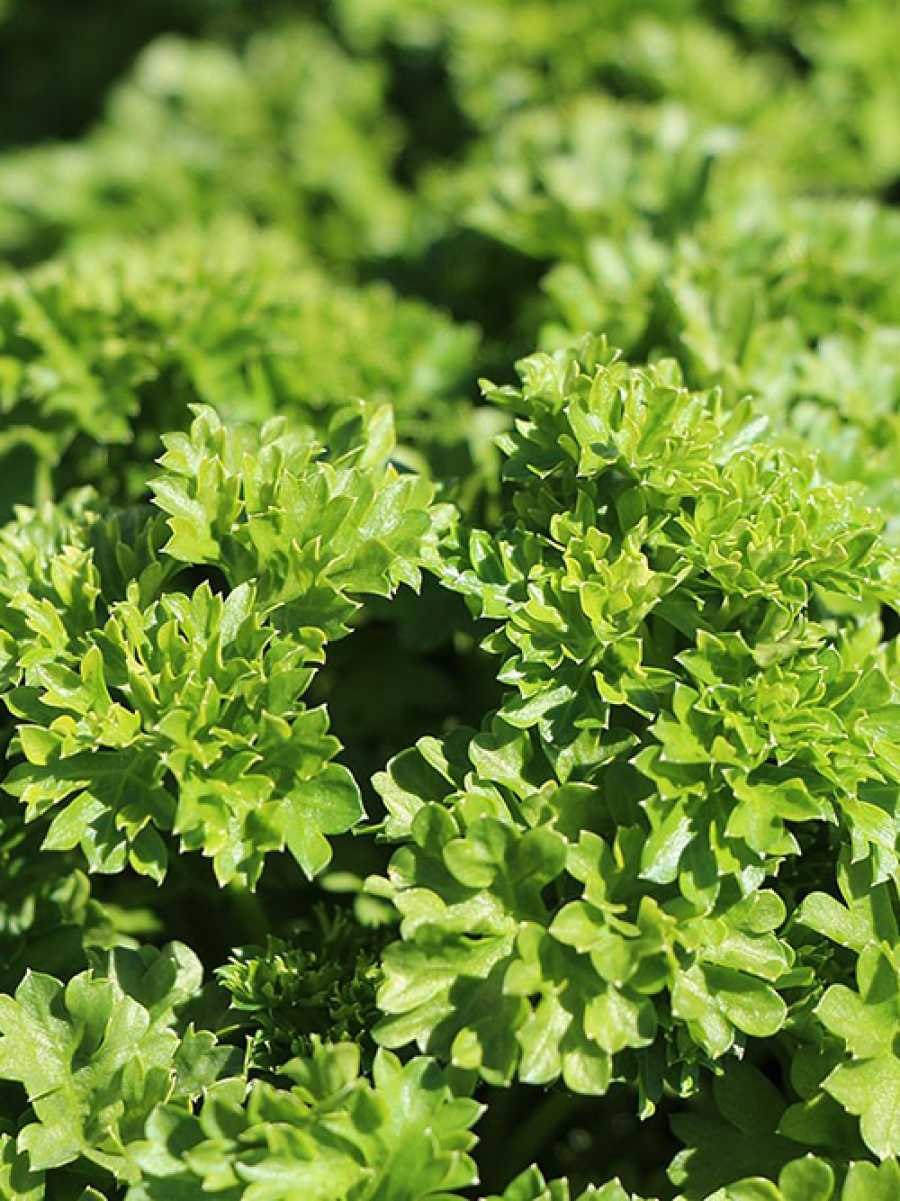 Петрушка (Petroselinum crispum)