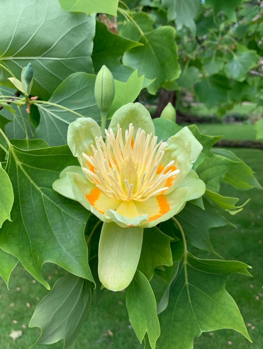 Лириодендрон китайский Liriodendron chinense