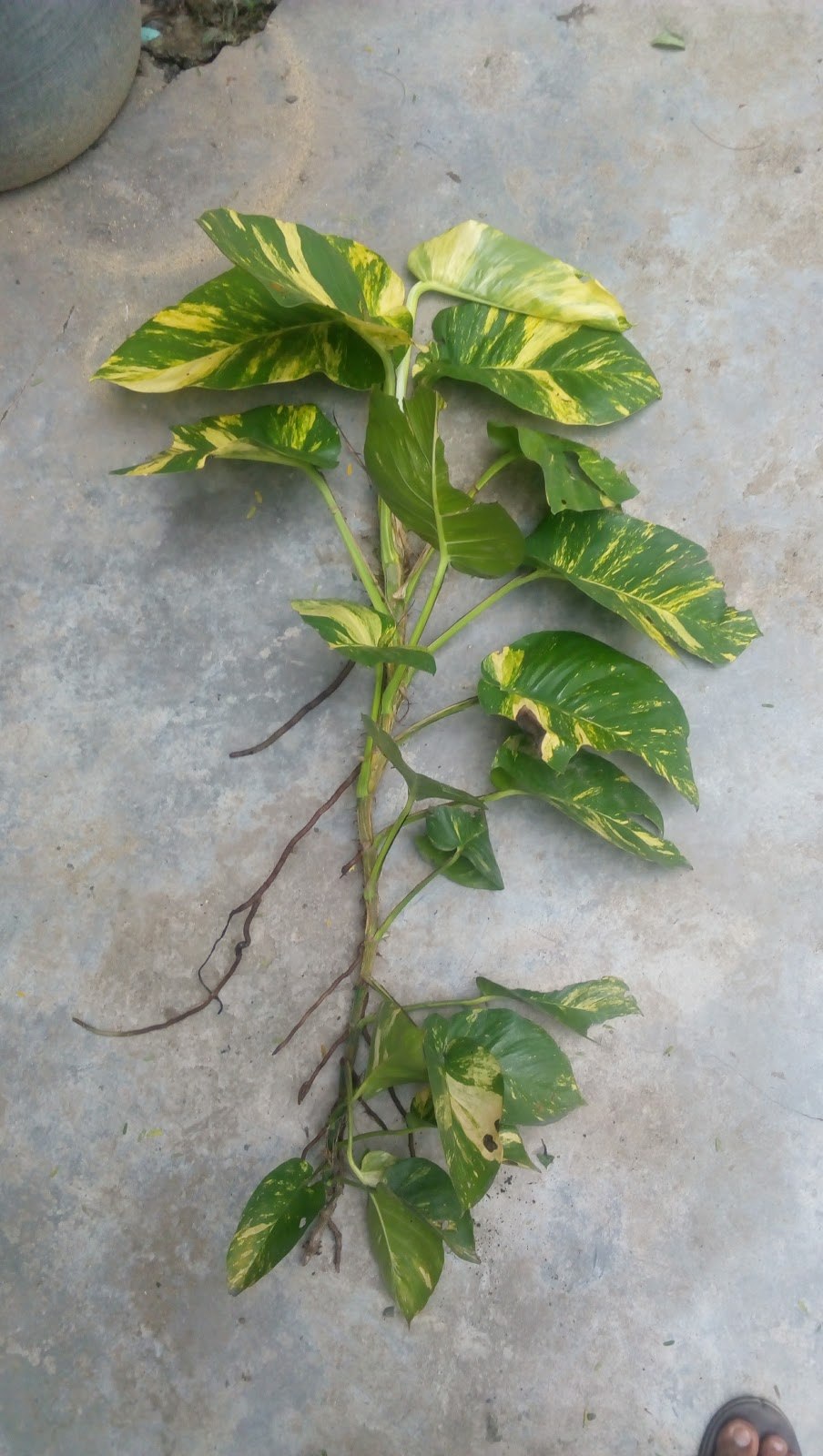 Сциндапсус Аргиреус