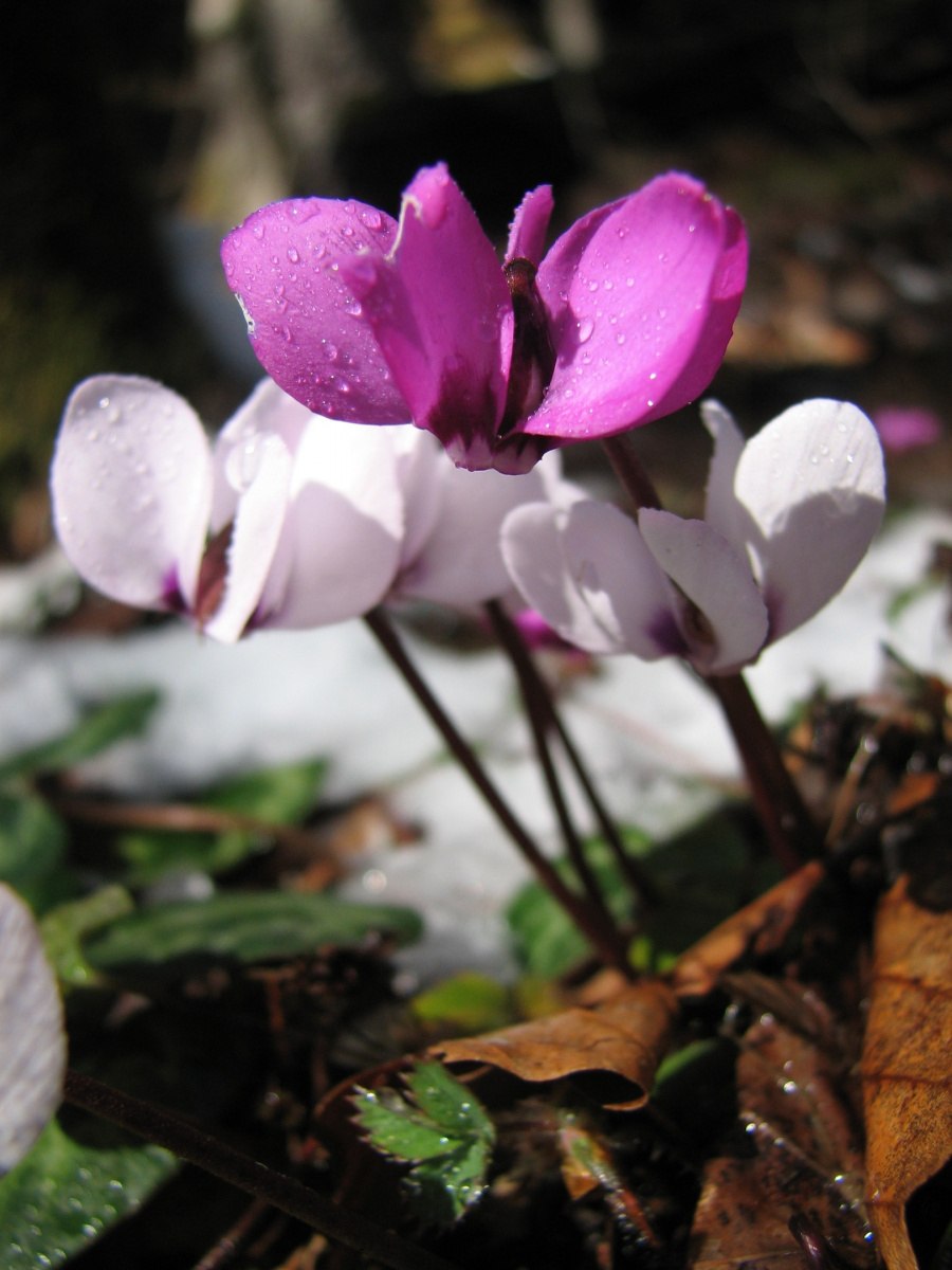 Рододендрон красная Поляна
