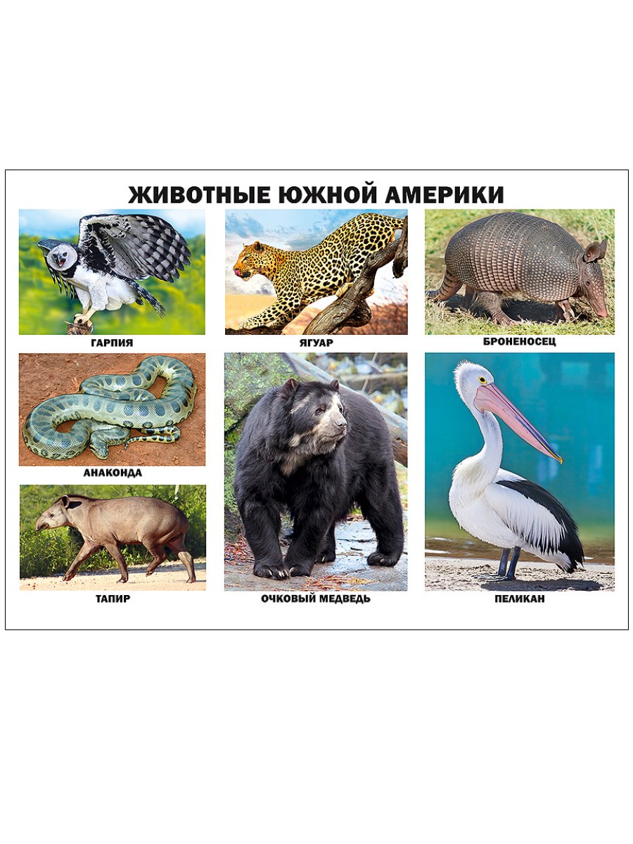 Саванны Южной Америки дерево кебрачо