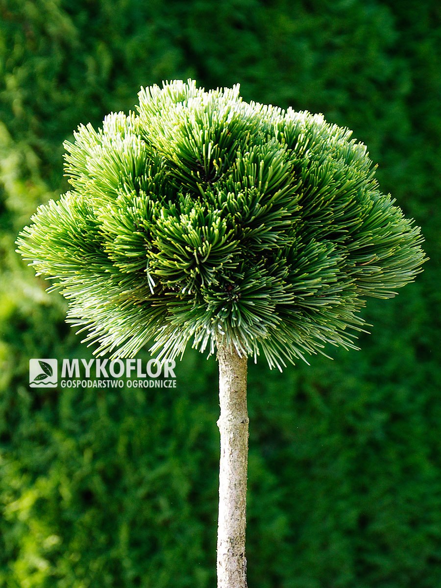 Сосна leucodermis