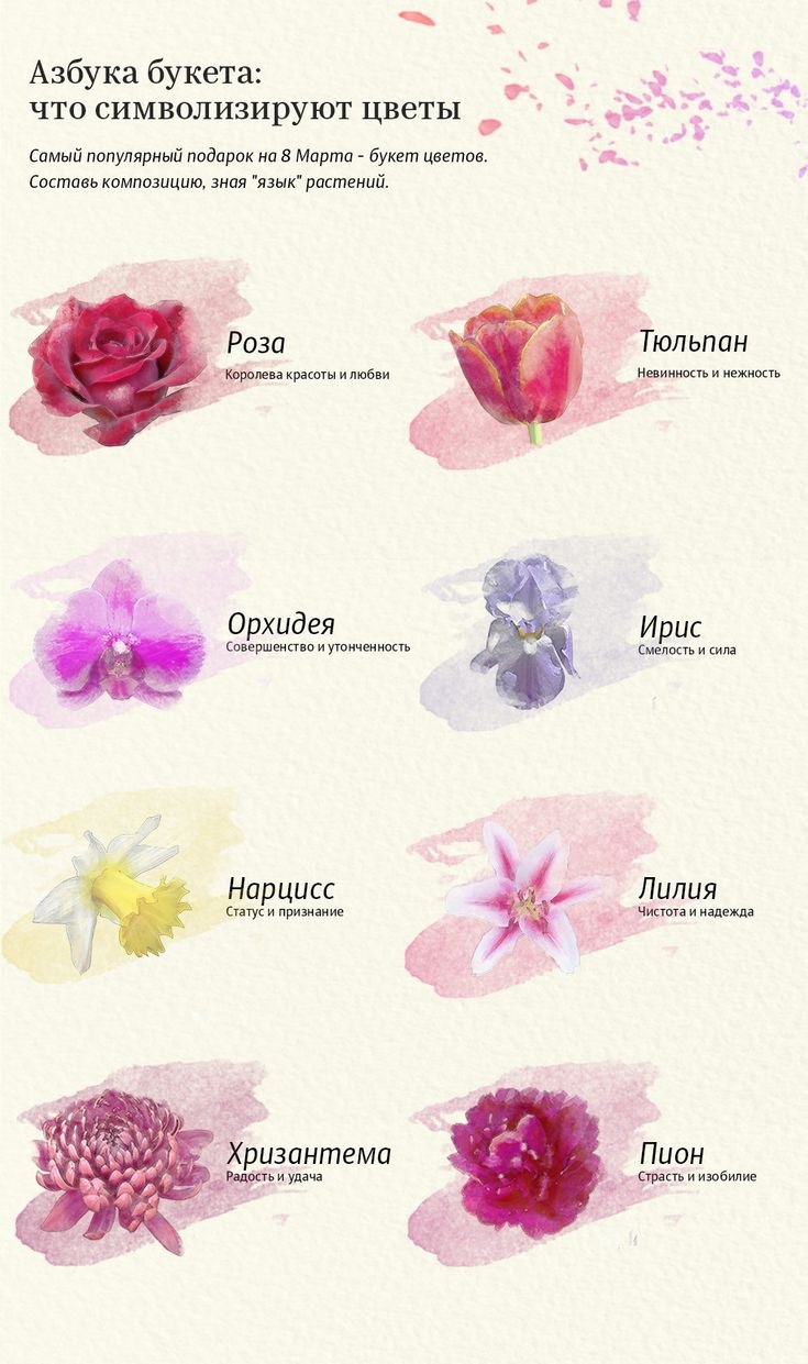 Лаватера язык цветов