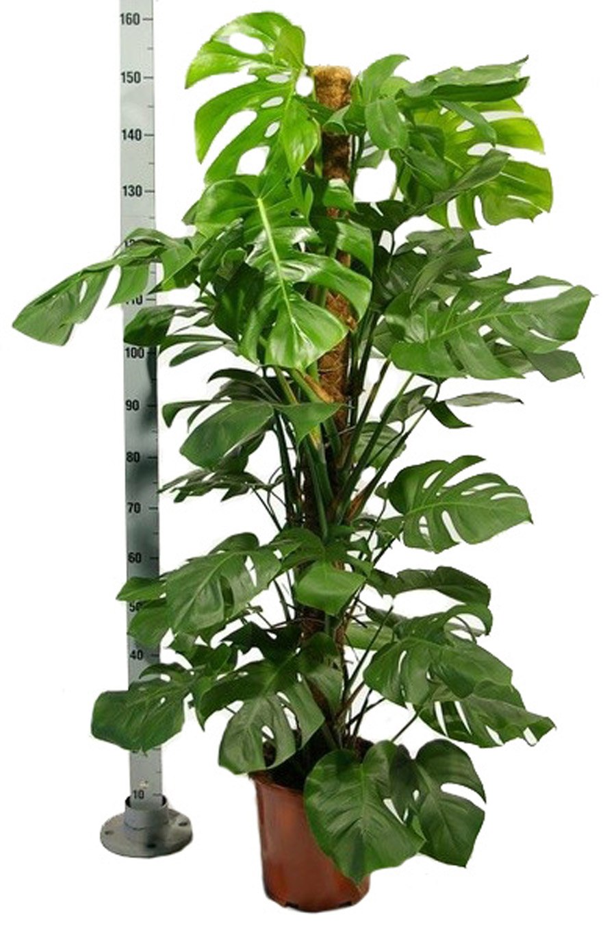 Подпорка для монстеры