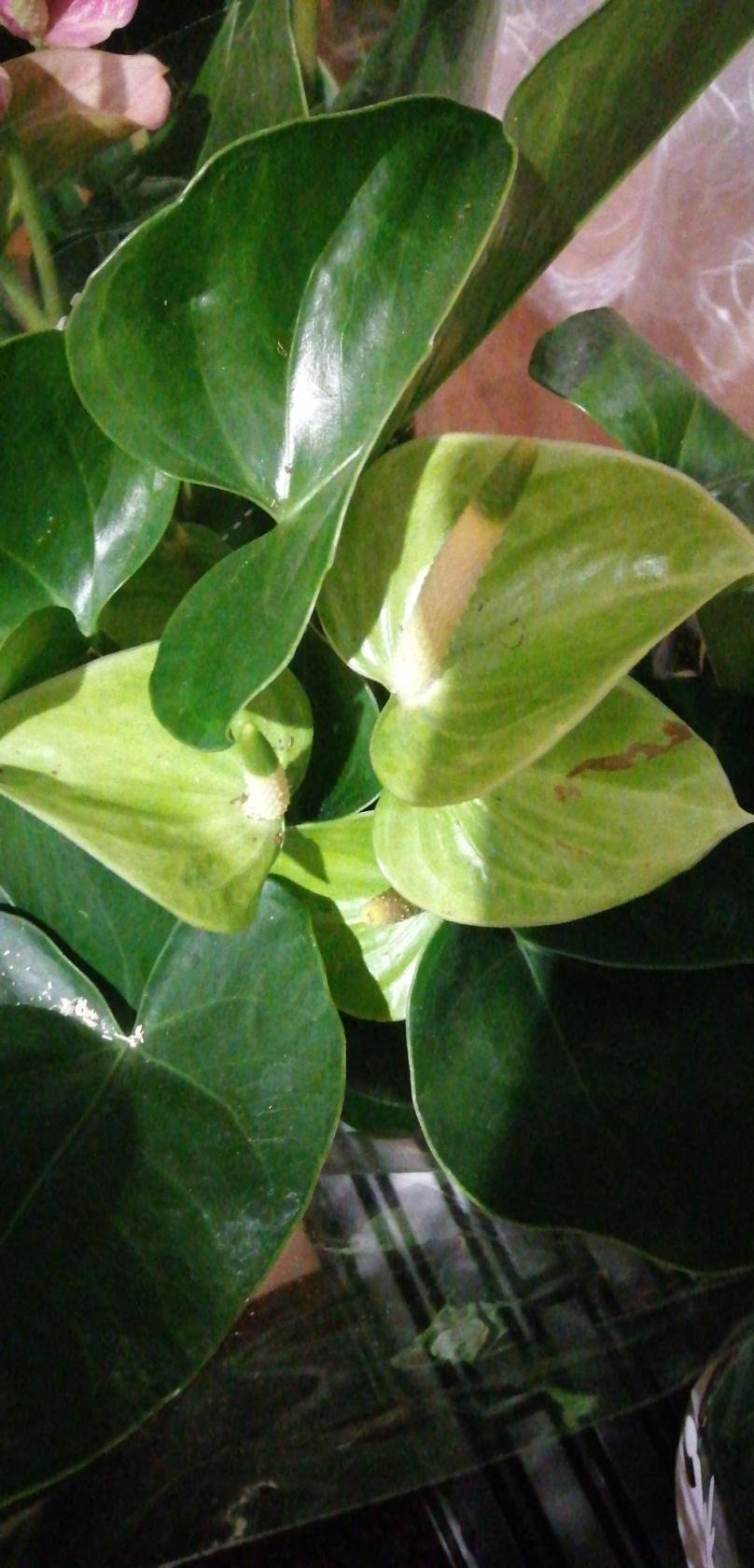 Антуриум Пикассо