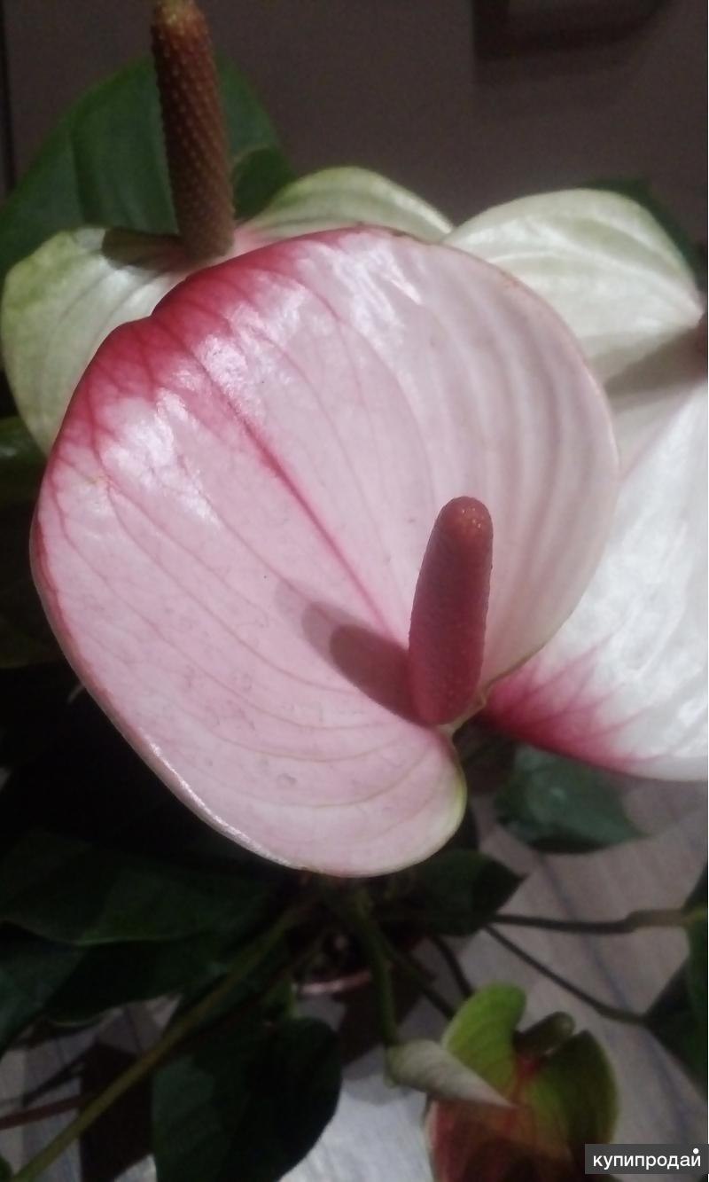 Антуриум алексия жаде