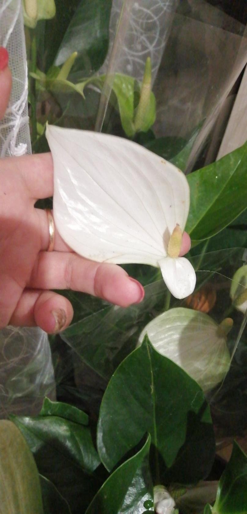 Антуриум Арамон