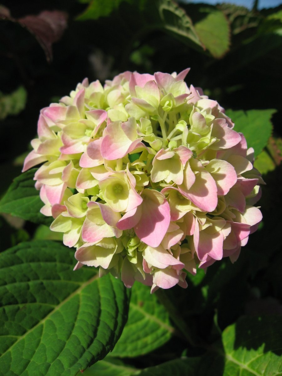 Гортензия Анабель в миксбордере