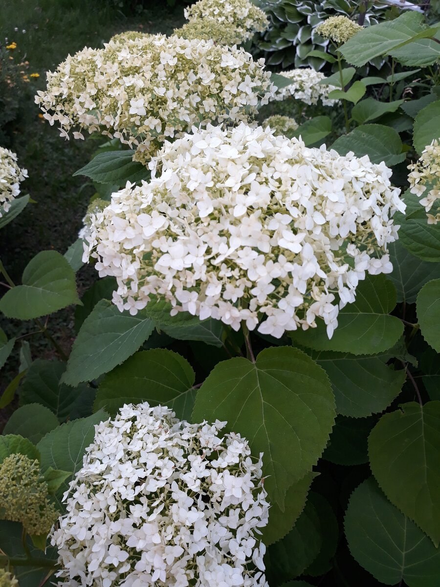 Гортензия с щитковидными соцветиями
