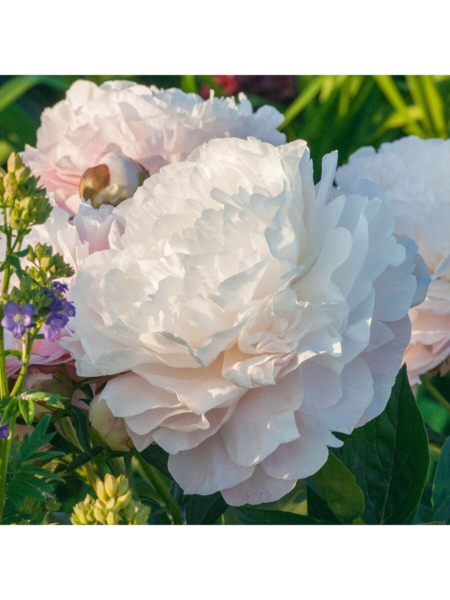 Пионы Гардения полуоткрые