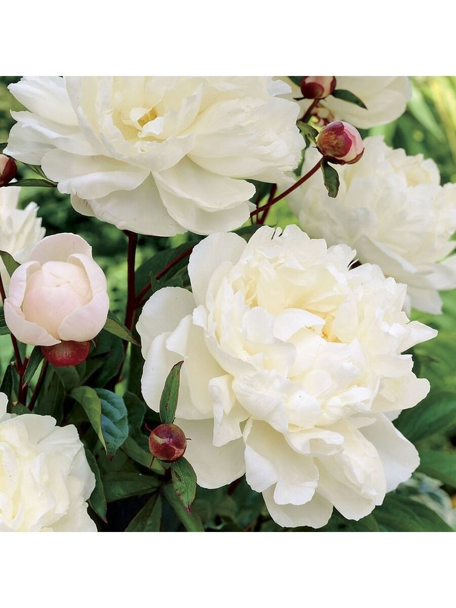 Пpaeonia gardenia