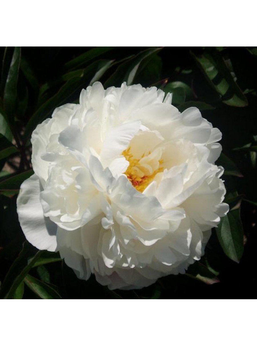 Букет из 7 пионов Гардения