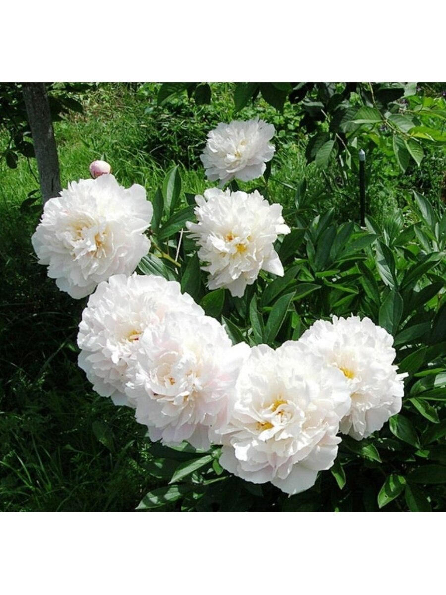 Пион травянистый Гардения