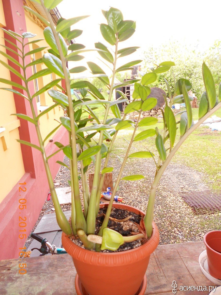 Замиокулькас любит солнце