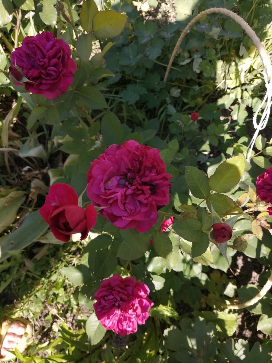 Роза дарси басселл