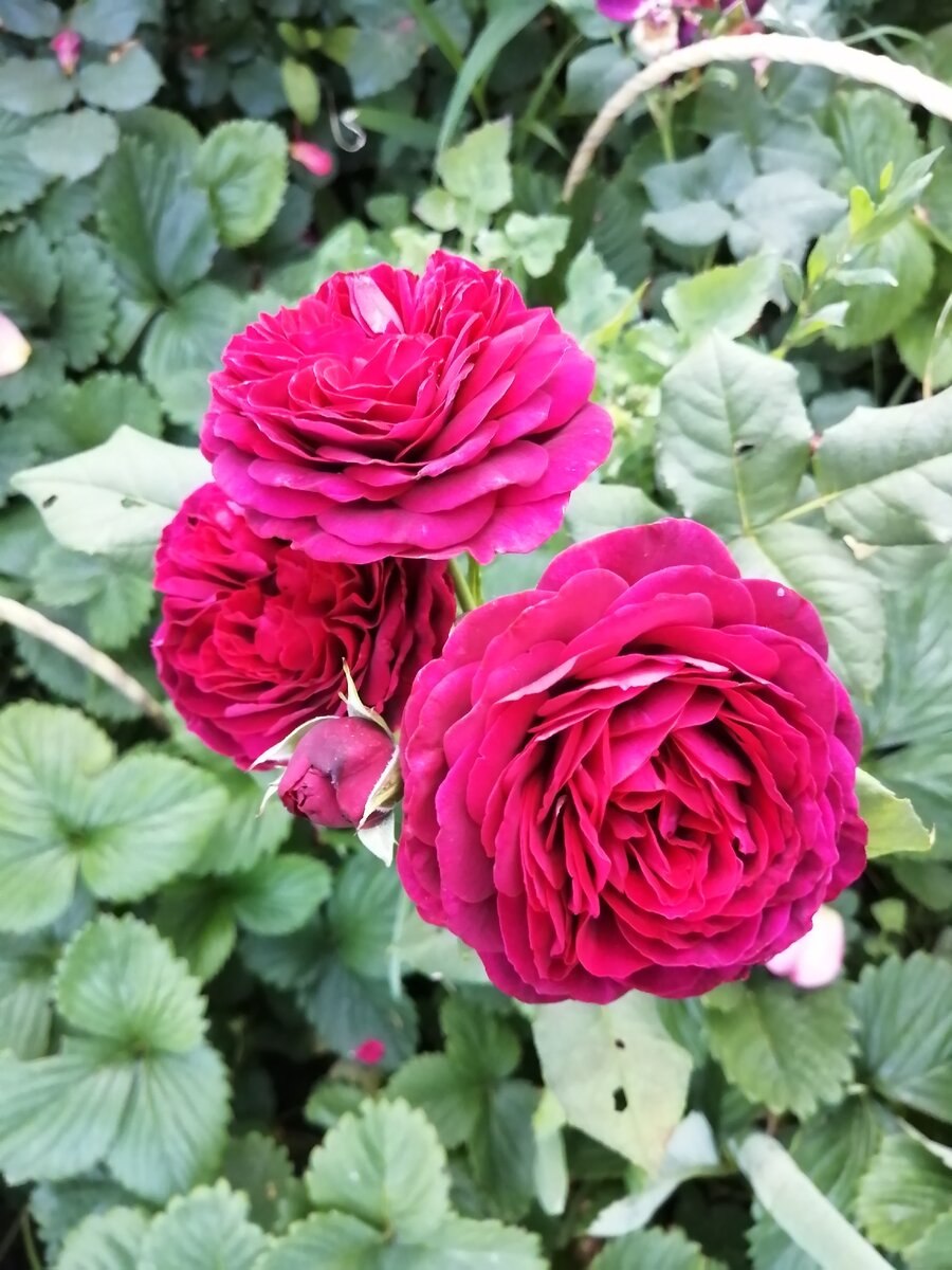 Rosa (роза) Darcey Bussell Окс
