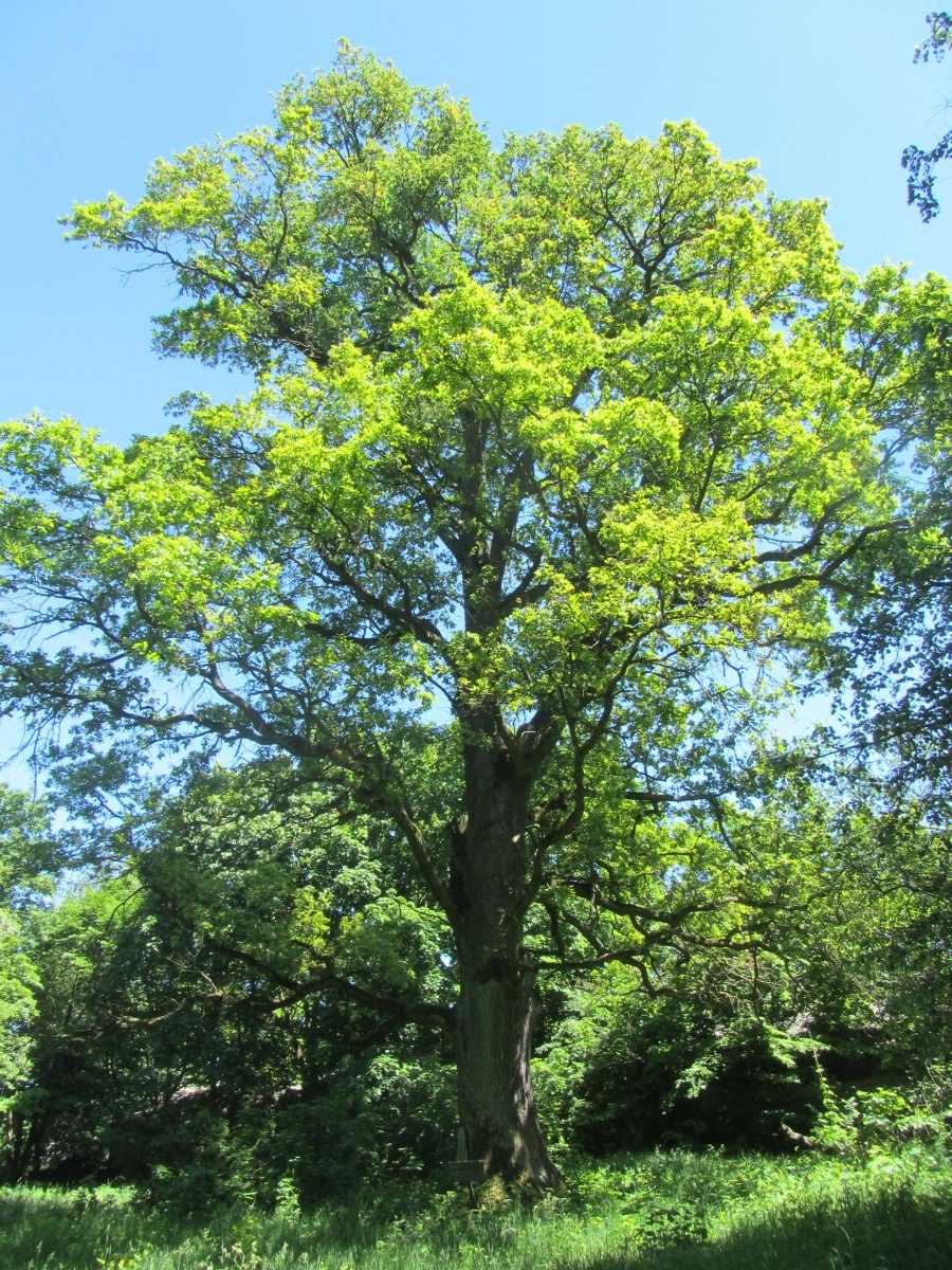 Запорожье 100 летний дуб