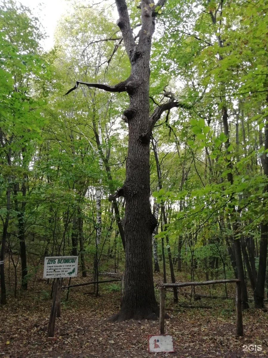 Дуб монах Сестрорецк