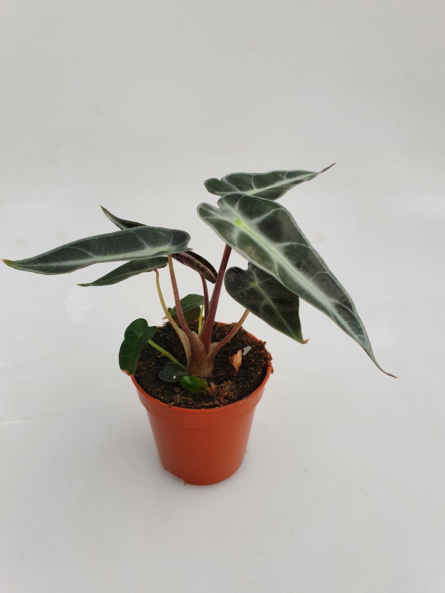 Алоказия Амазоника Бамбино