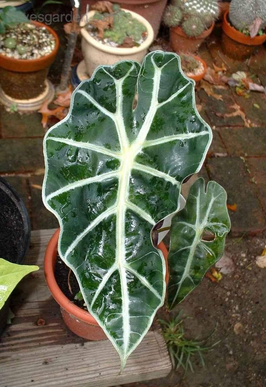 Алоказия Полли d12