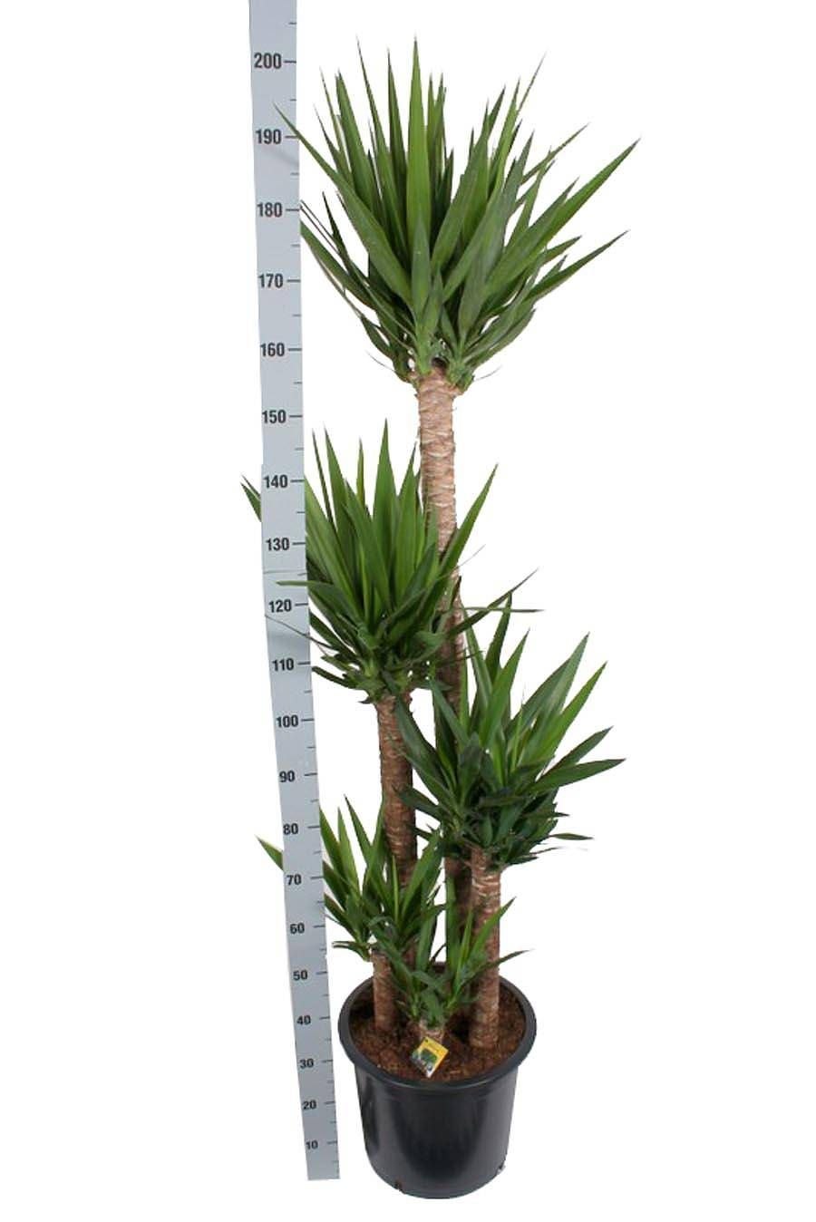 Юкка Планта