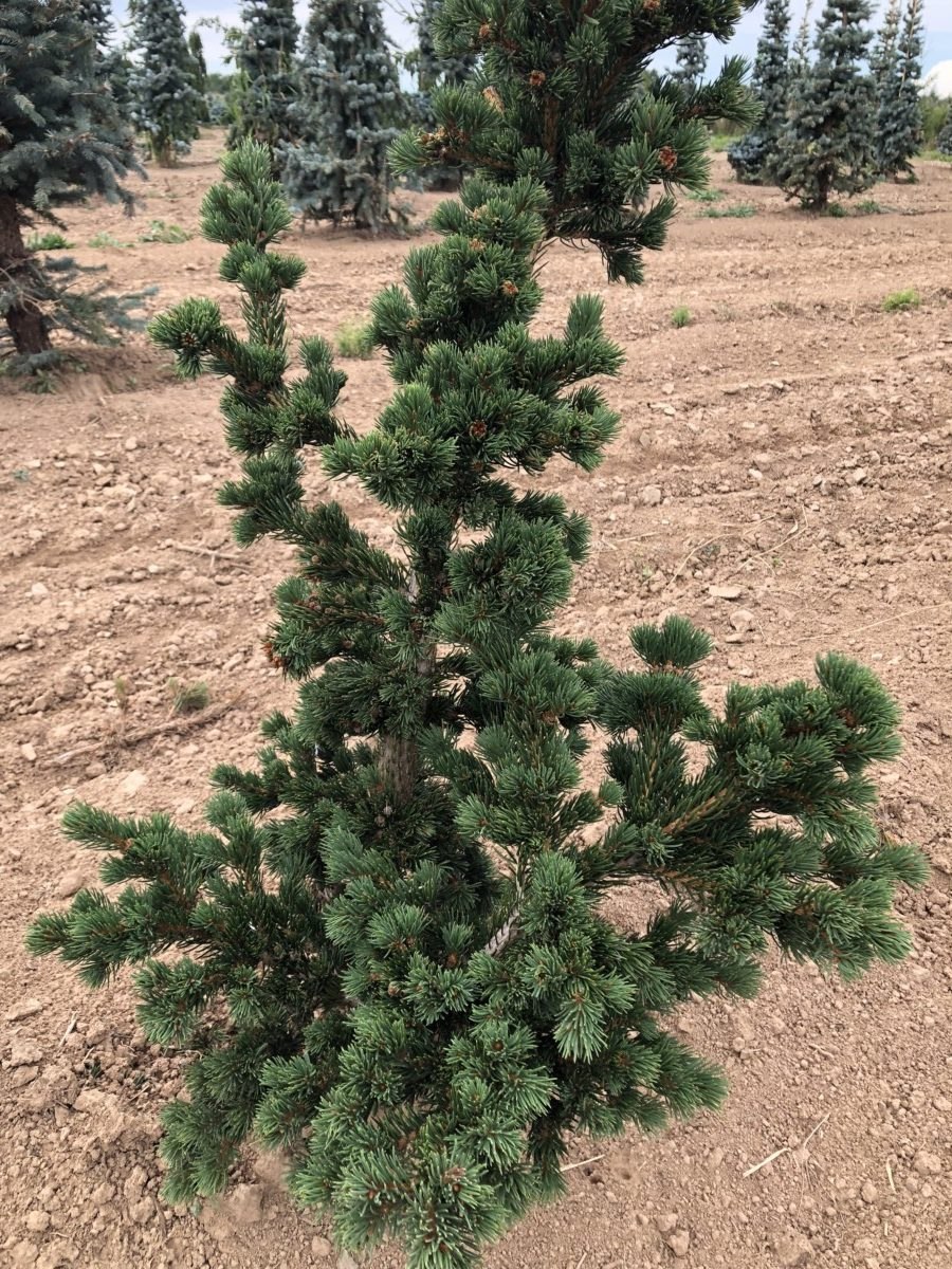 Ель плакучая Фробург