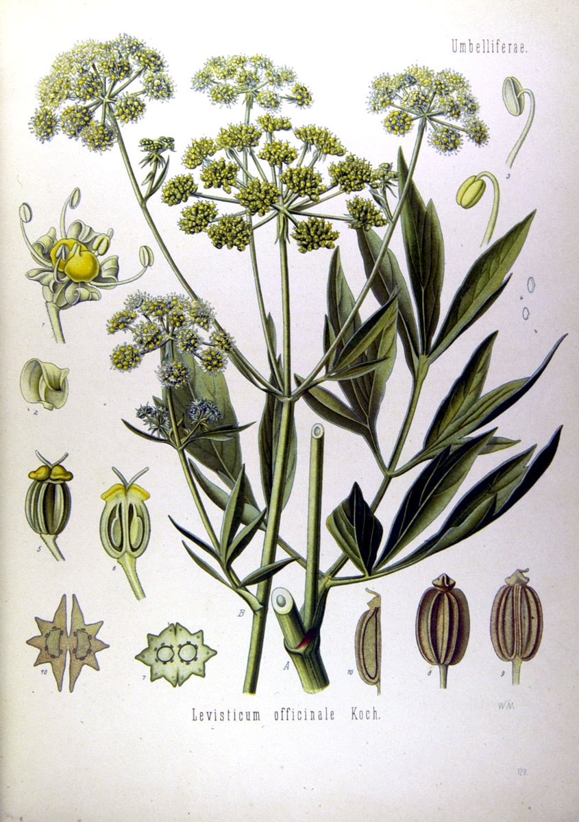 Съедобная зелень названия