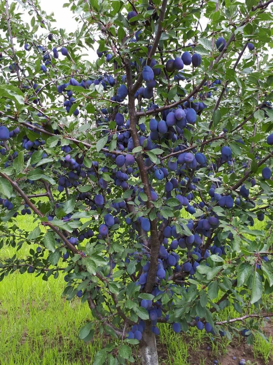 Слива синяя