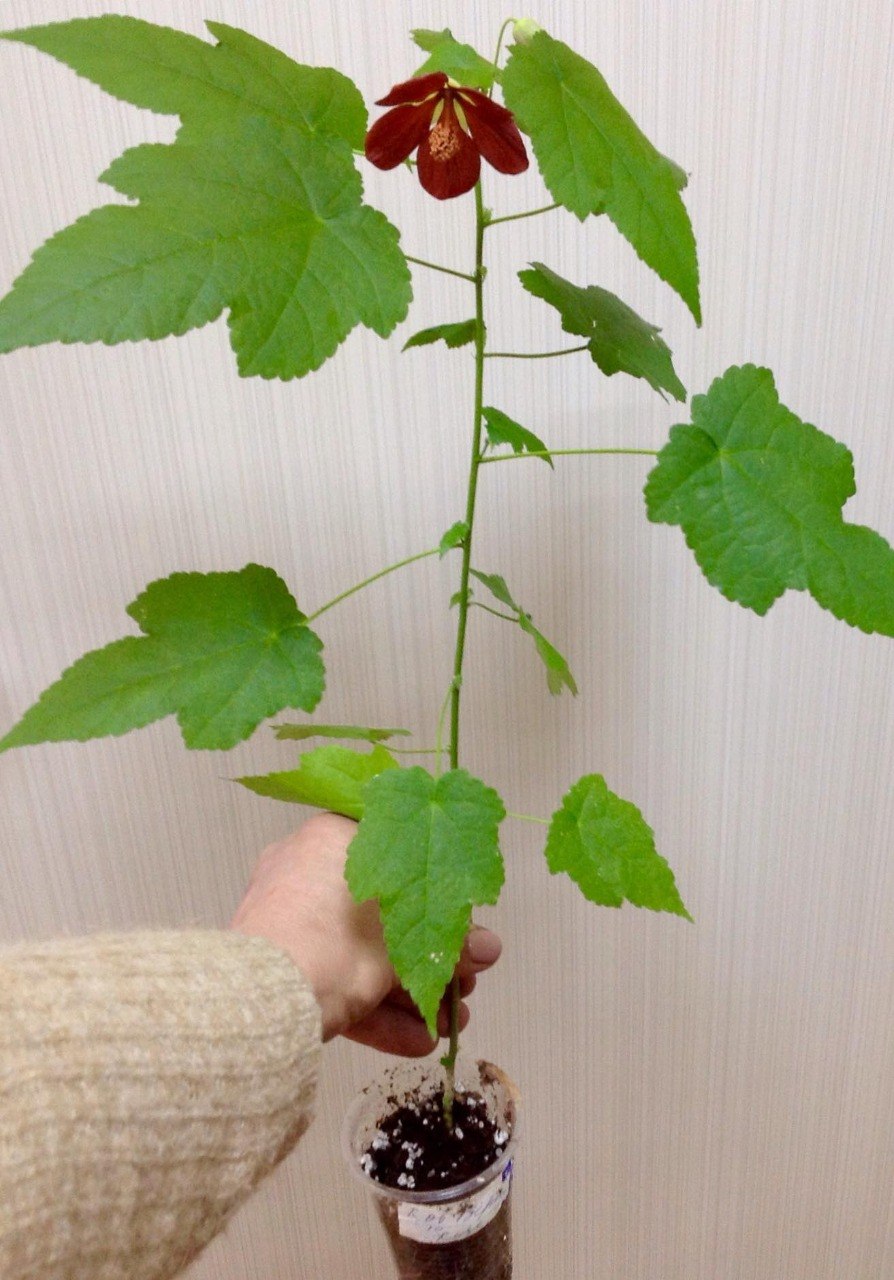 Абутилон размножение черенками