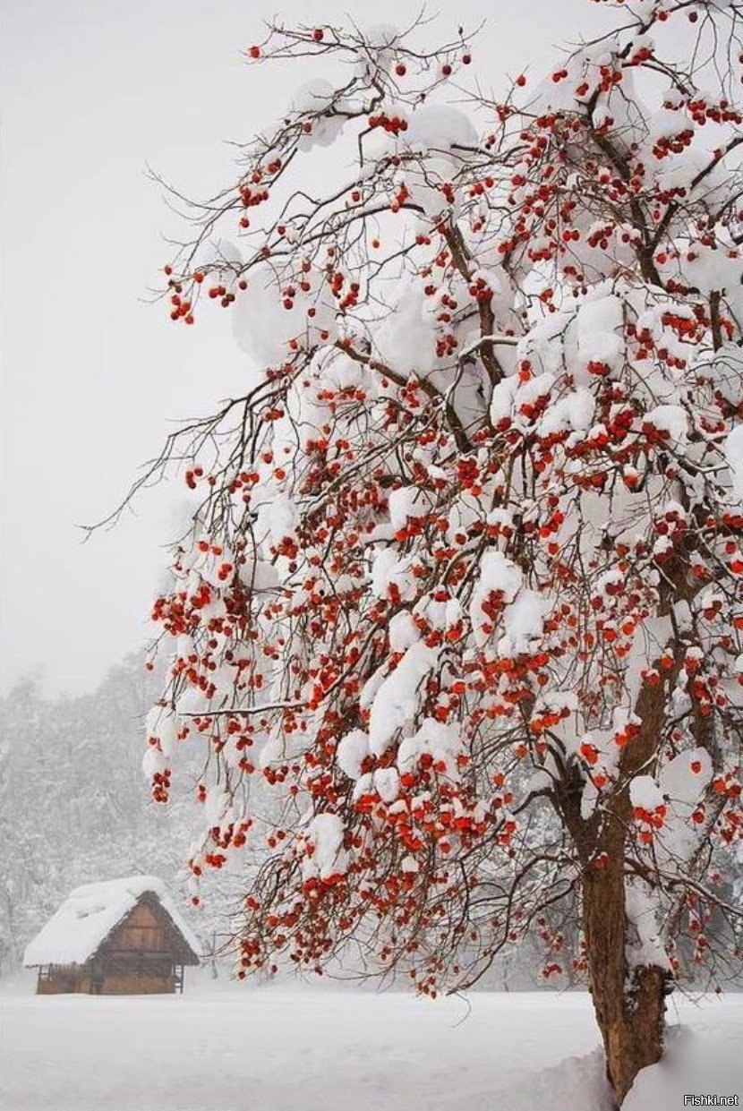 Зимний шиповник