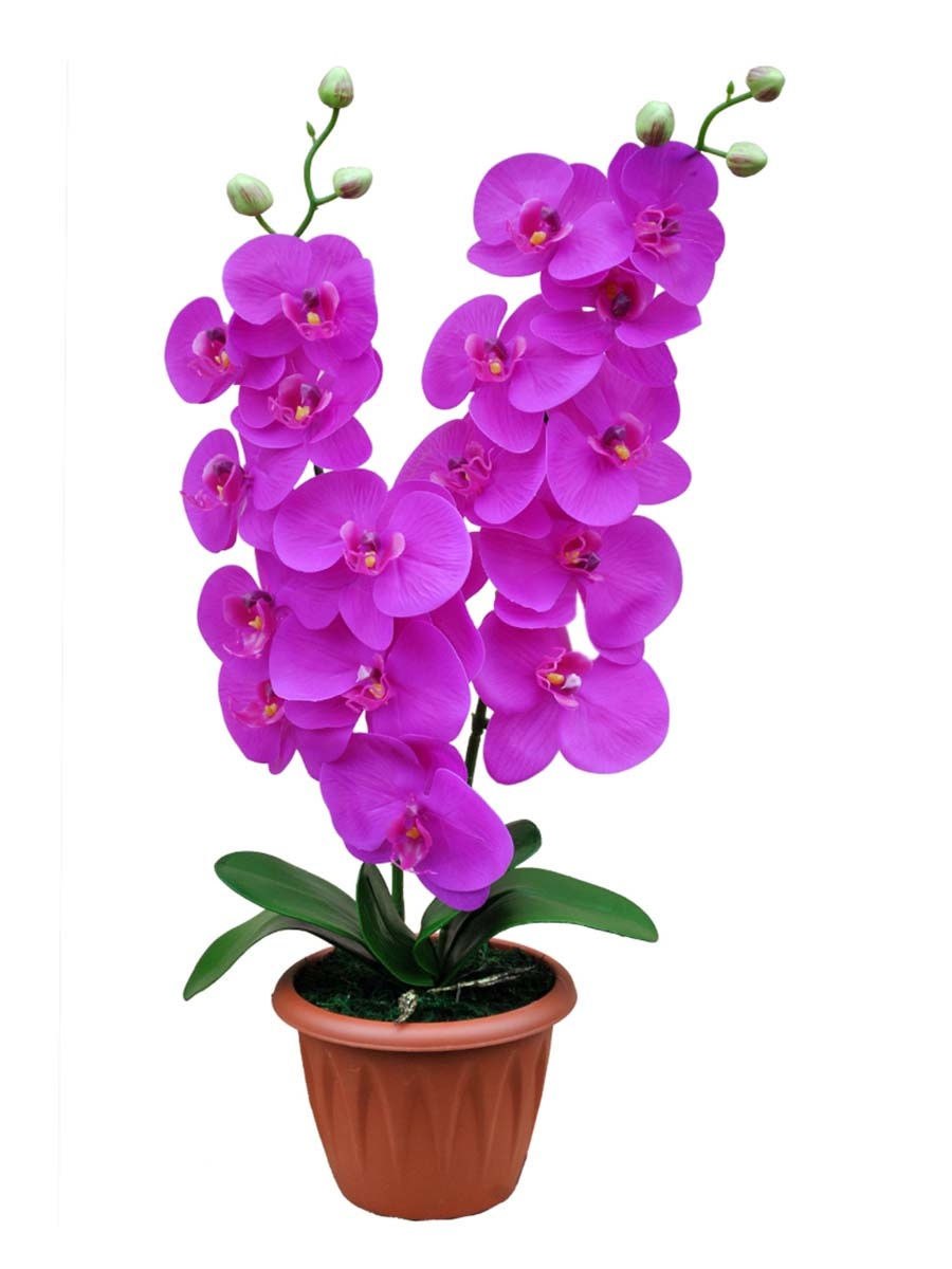 Комнатные цветы архидея