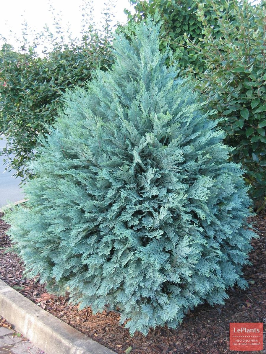 Кипарисовик Лавсона Элвуди Уайт