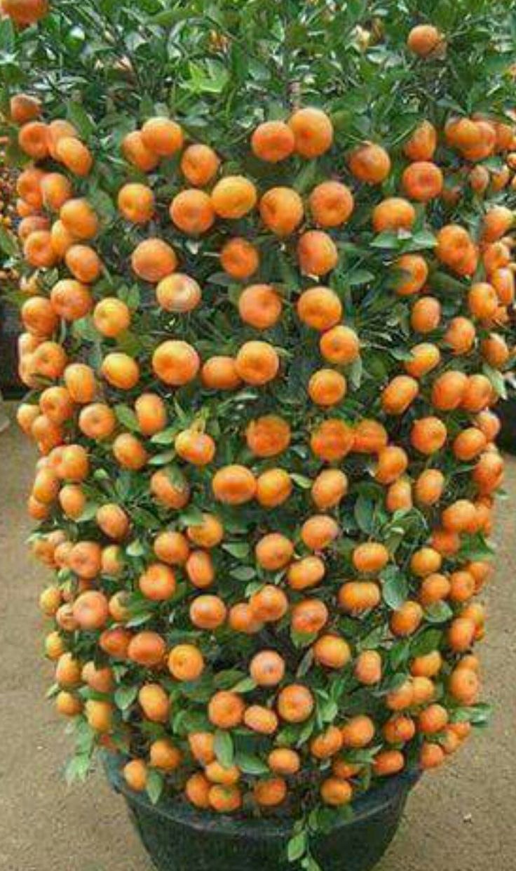 Кумкват мини мандарин