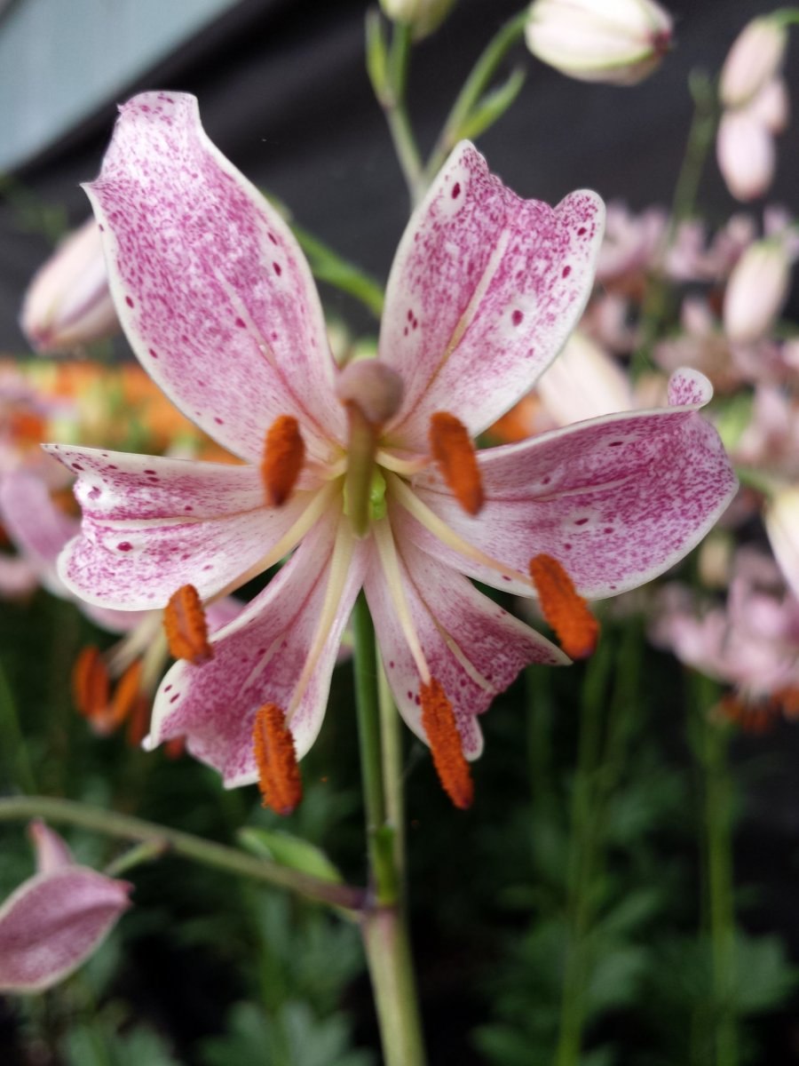 Лилия Манитоба Фокс