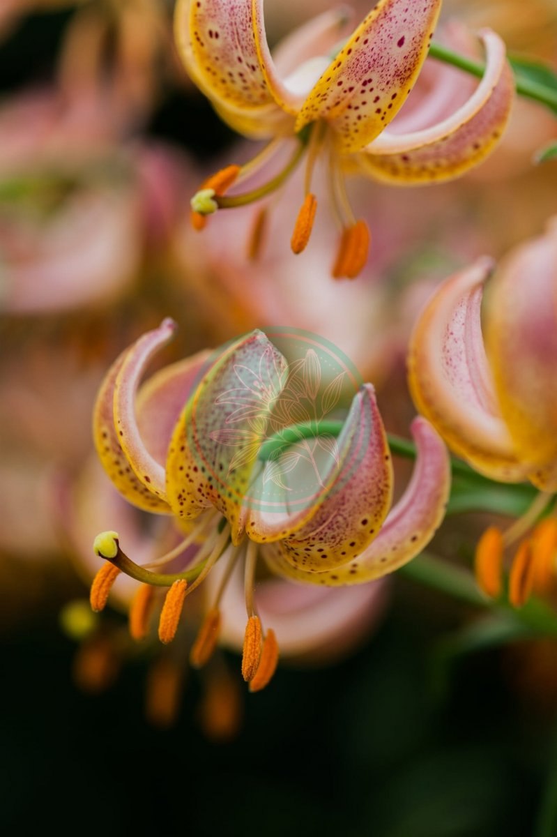 Мартагон Фейри Монинг