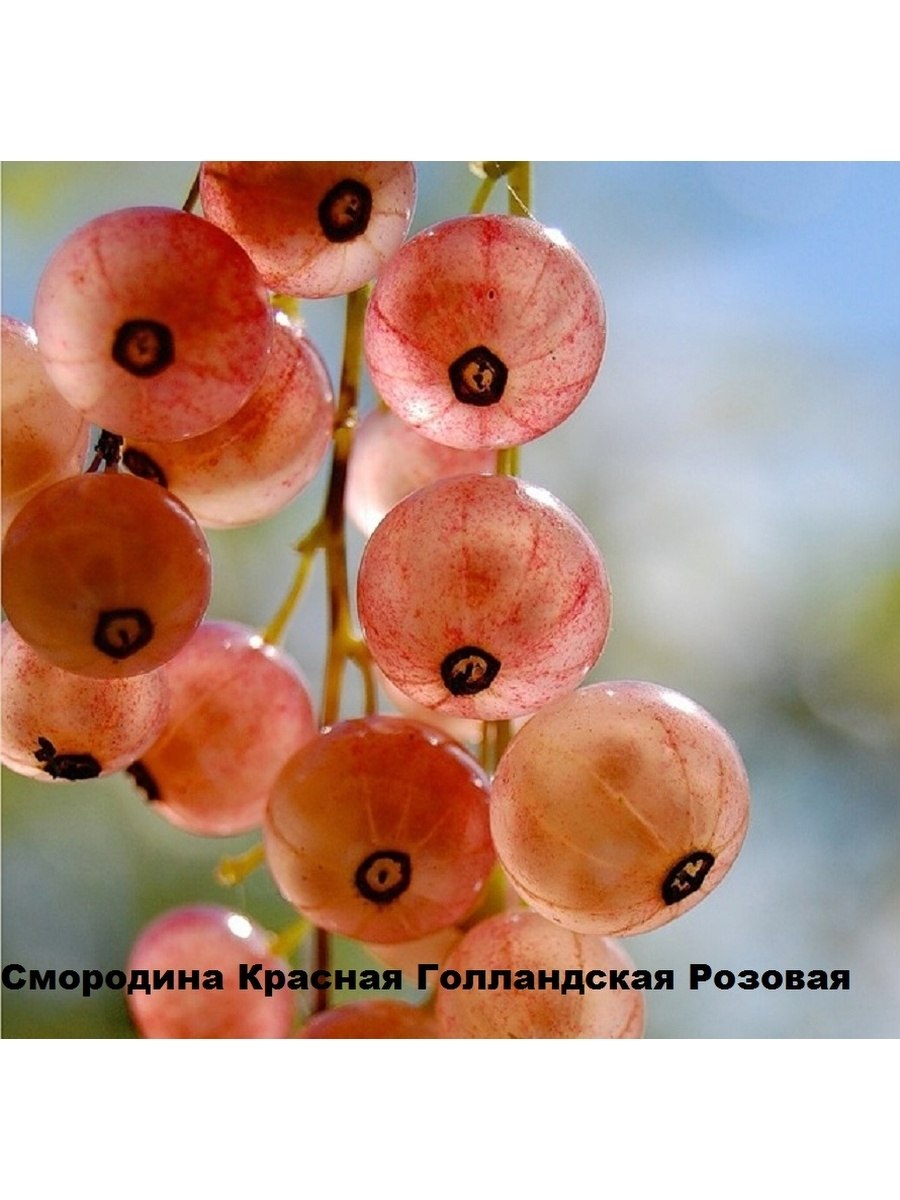 Смородина красная голландская розовая