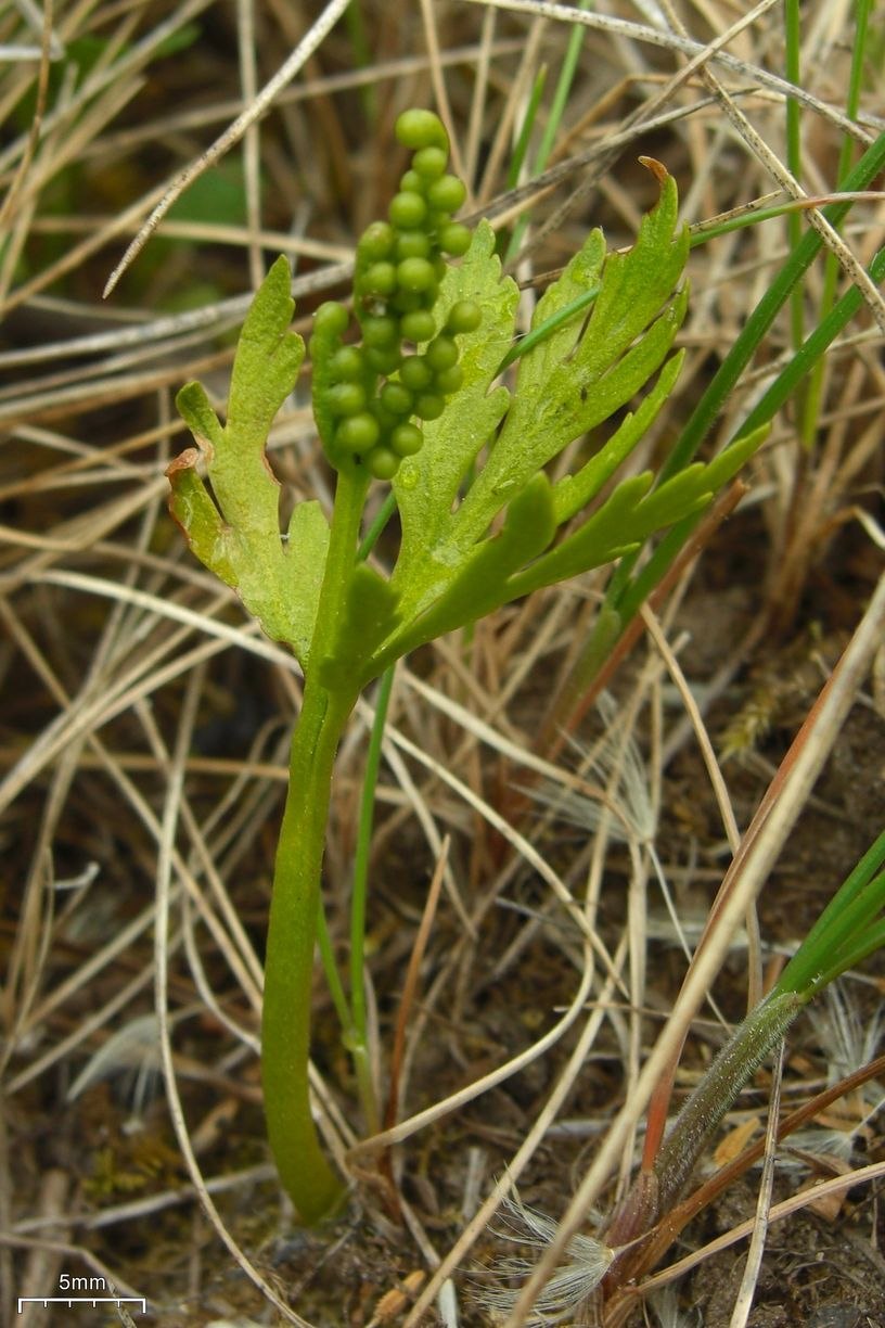 Botrychium Lunaria ботаника