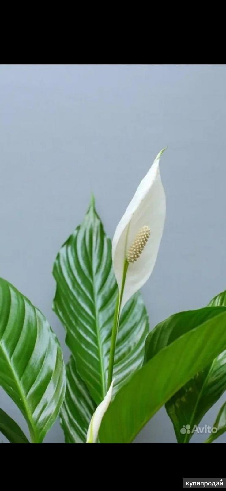 Ароидные растения