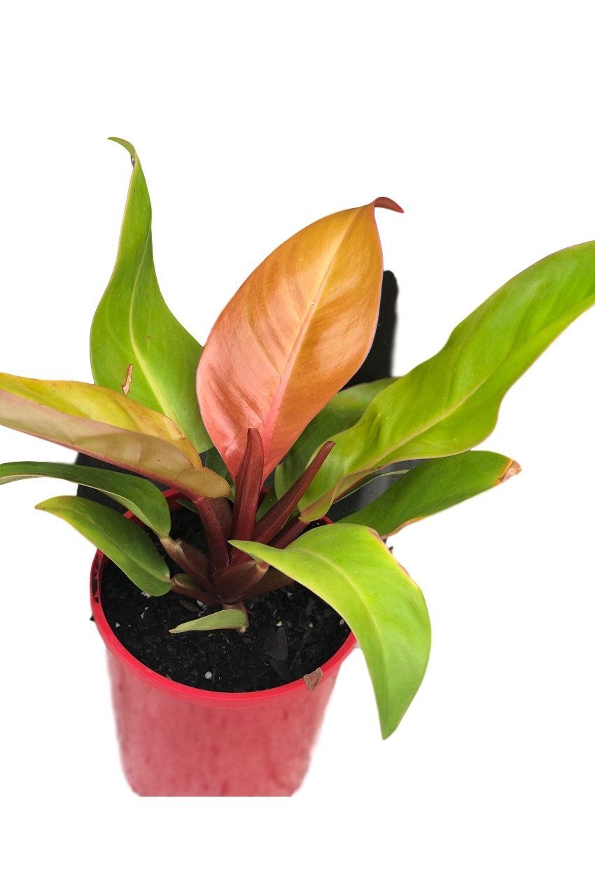 Филодендрон оранжевый принц