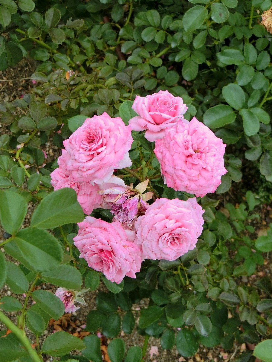 Роза боника