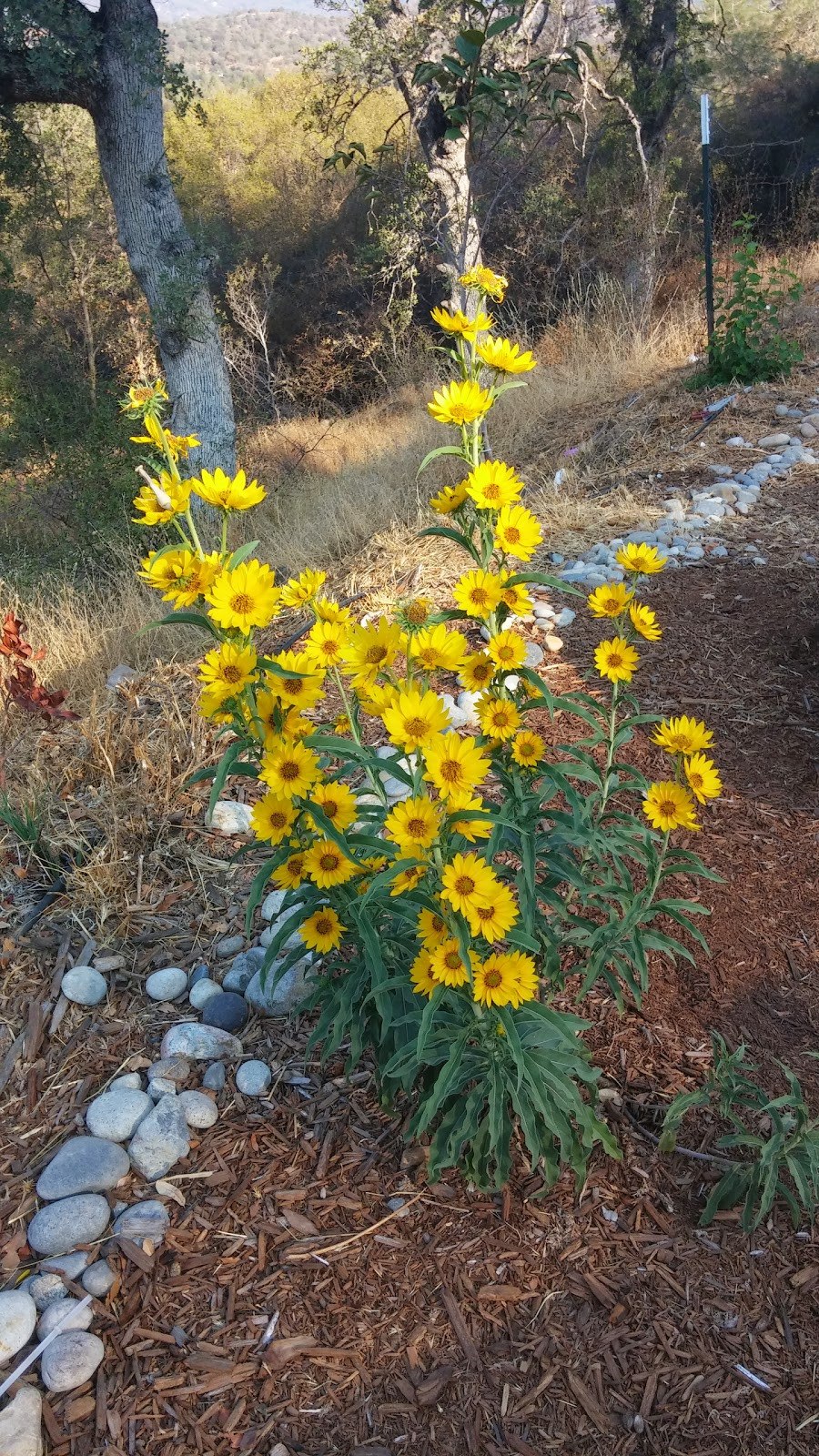 Гелиопсис многолетний подсолнечниковый