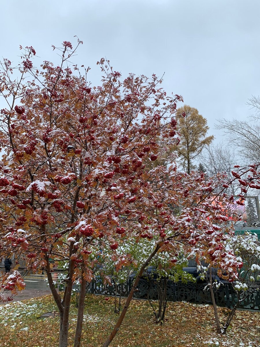 Боярышник райское яблочко