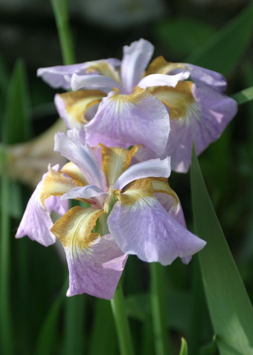 Ирис Сибирский Dance Ballerina