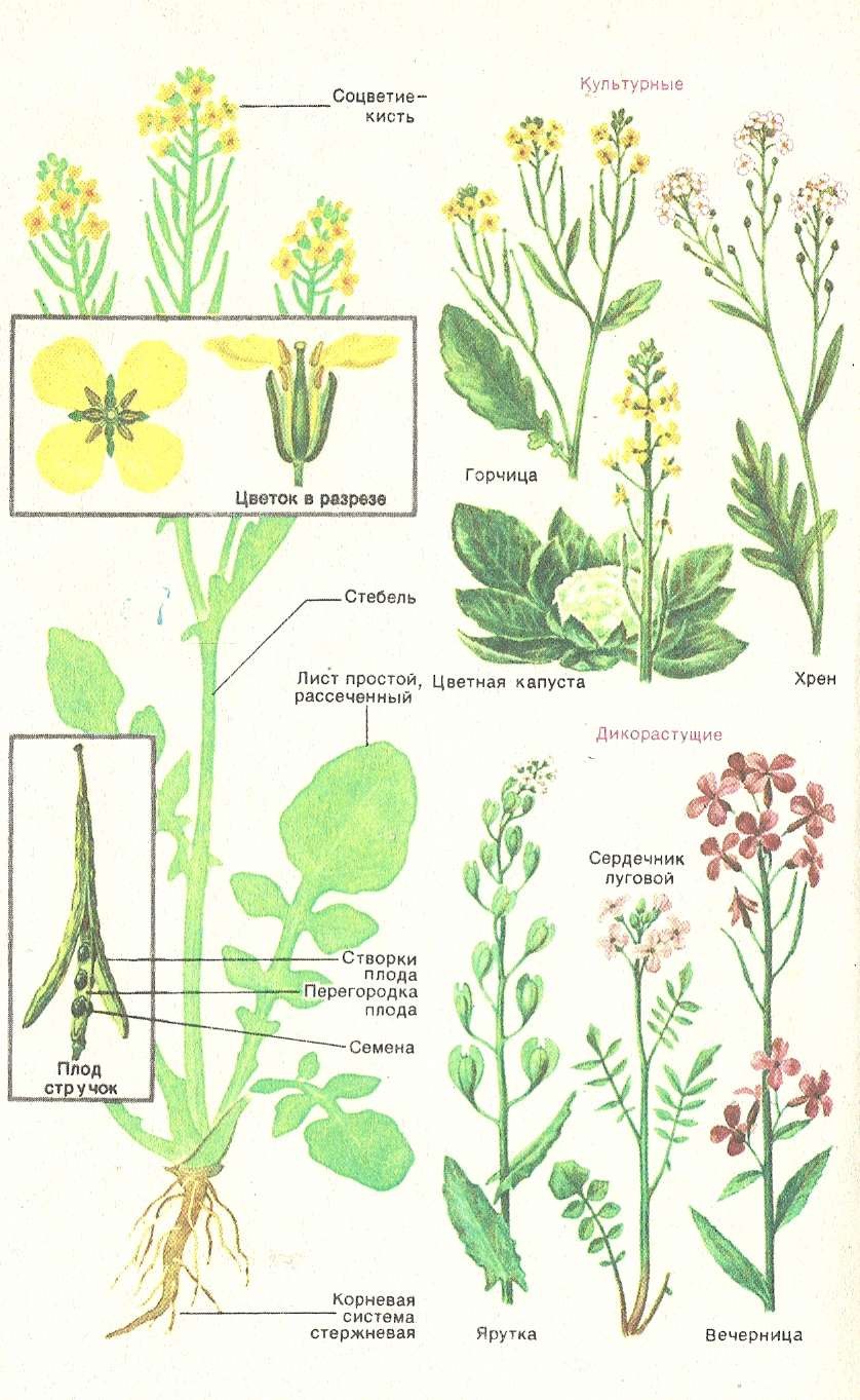 Крестоцветные растения редька Дикая