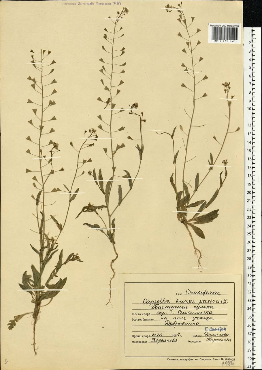 Дикорастущие растения семейства крестоцветных