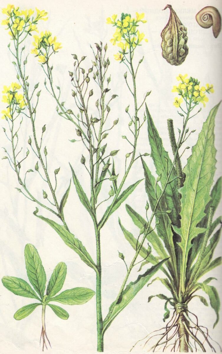 Желтушник левкойный