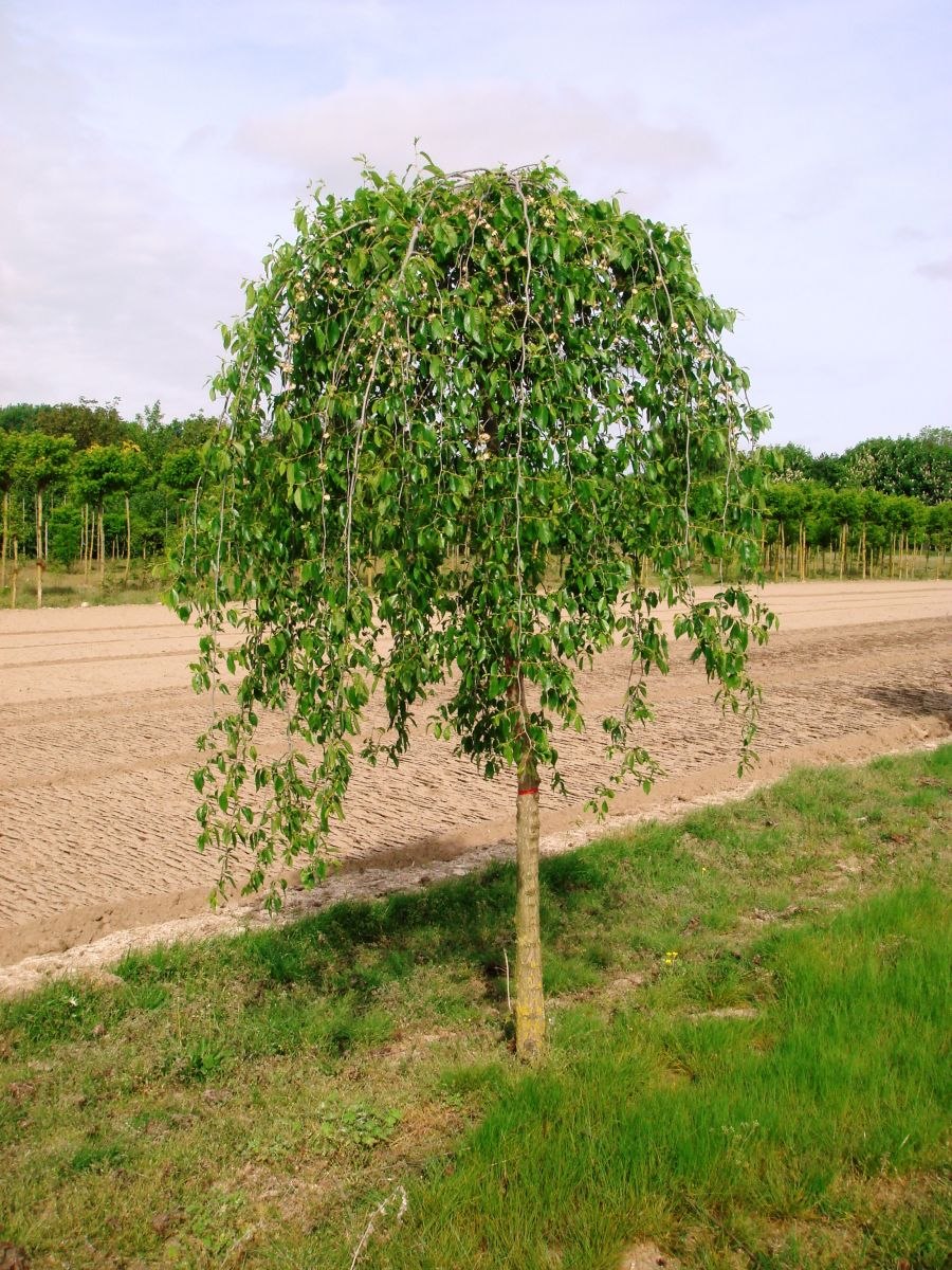 Береза повислая Юнги Betula pendula Youngii